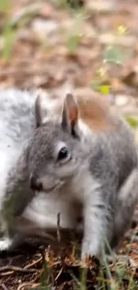 Rodent Grey Squirrel Squirrel Live Wallpaper