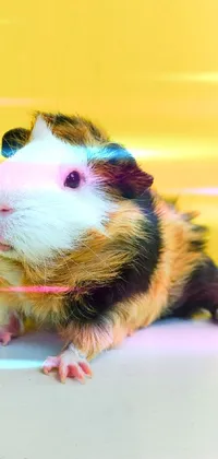 Rodent Guinea Pig Whiskers Live Wallpaper