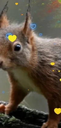 Rodent Organism Squirrel Live Wallpaper