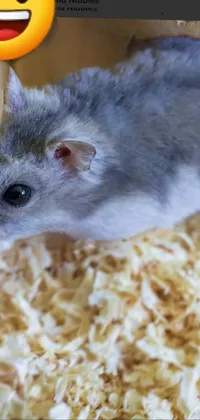 This unique phone live wallpaper features a close-up of a smiling gray mouse that is sure to add some quirky charm to your device