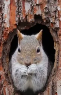 Rodent Whiskers Grey Squirrel Live Wallpaper