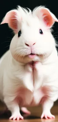 Rodent Whiskers Pink Live Wallpaper