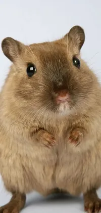 Rodent Whiskers Rat Live Wallpaper