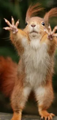 Rodent Whiskers Squirrel Live Wallpaper