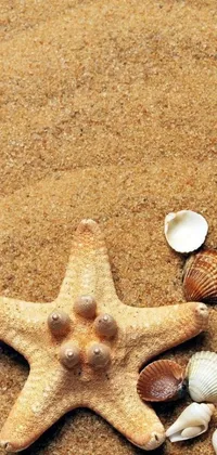 Transform your phone into a beach paradise with this live wallpaper! Featuring a starfish set against a sandy backdrop and surrounded by shells, the design includes a beautiful ocean view in the background