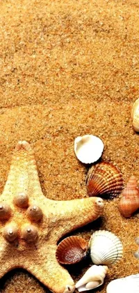 This stunning live wallpaper depicts a sandy beach with a starfish, pretty seashells, and pearls- all seemingly within your reach
