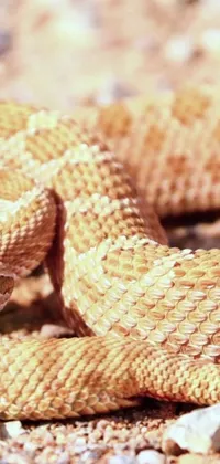 Looking for an eye-catching phone wallpaper? Look no further than this close-up of a stunning blond snake on the ground! This digital rendering has been trending on Pexels, and its soft shades and cone shape make it a unique and visually striking choice