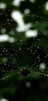 This live wallpaper features a spider web with water droplets, perfect for phone displays