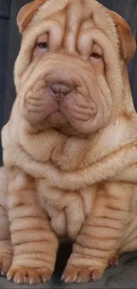 Shar Pei Dog Dog Breed Live Wallpaper