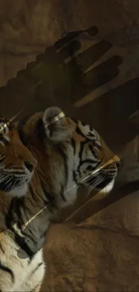 Introducing the incredible Tiger Couple live wallpaper, showcasing two majestic tigers standing side by side in stunning detail, created using the sumatraism digital painting style