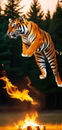 Siberian Tiger Bengal Tiger Light Live Wallpaper