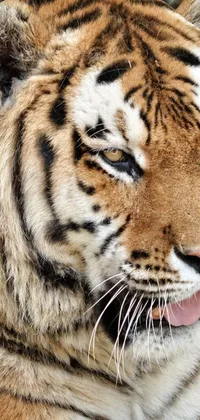 Siberian Tiger Bengal Tiger Photograph Live Wallpaper