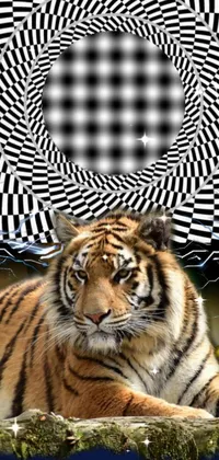 Siberian Tiger Bengal Tiger Photograph Live Wallpaper