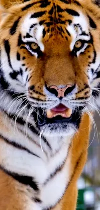 This stunning live wallpaper showcases the close-up face of a powerful tiger in a cage