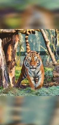 Siberian Tiger Bengal Tiger Plant Live Wallpaper