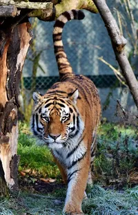 Siberian Tiger Bengal Tiger Plant Live Wallpaper