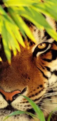 This stunning live wallpaper features a close up of a tiger's face surrounded by beautiful foliage