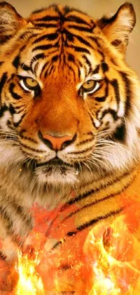 This phone live wallpaper features a spectacular digital rendering of a fierce tiger, with flames emanating from its mouth