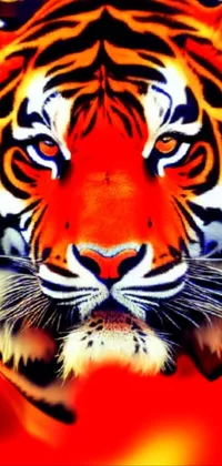 Orange and black tiger HD wallpaper