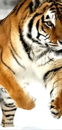 Siberian Tiger Bengal Tiger Tiger Live Wallpaper