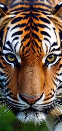 Tigre Branco 3D wallpaper #fondodepantalla #3dwallpaper #4klivewallpa