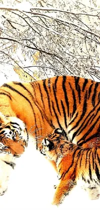 This phone live wallpaper depicts two tigers standing together in a snowy landscape