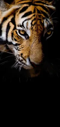 The tiger live wallpaper is a stunning close-up of an innocent-looking sumatran tiger in a dramatic front view