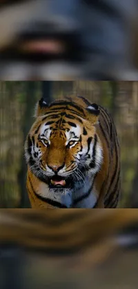 This phone live wallpaper features a stunning image of a tiger walking through a lush green field