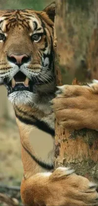 This phone live wallpaper features an awe-inspiring image of a mighty tiger, scaling the heights of a tree