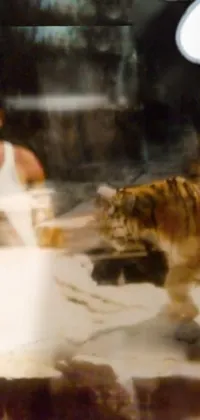 This phone live wallpaper showcases a magnificent tiger and a man standing in a glass enclosure