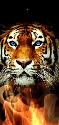Looking for a captivating live wallpaper for your phone? Look no further than this close up of a tiger's face on a black background! This digital rendering from Shutterstock features vivid blue eyes, sharp teeth, and intricate stripes and whiskers
