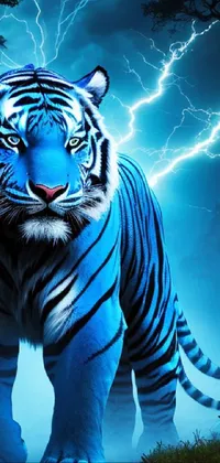 blue tiger wallpaper