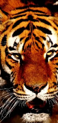 Siberian Tiger Bengal Tiger Vertebrate Live Wallpaper