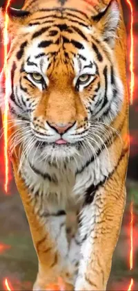 Siberian Tiger Bengal Tiger White Live Wallpaper