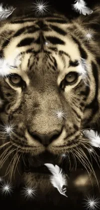 Siberian Tiger Bengal Tiger White Live Wallpaper