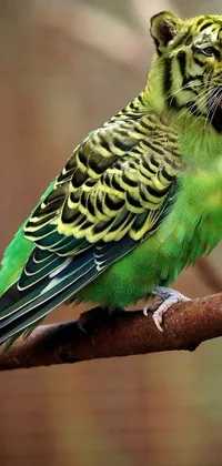 This live wallpaper features a stunning image of a green bird perched on a tree branch, sourced from Shutterstock
