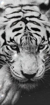 If you're looking for a stunning live wallpaper for your phone, check out this black and white photo of a magnificent albino tiger