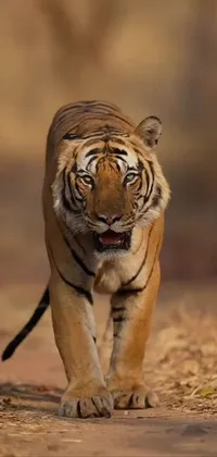 Siberian Tiger Felidae Carnivore Live Wallpaper
