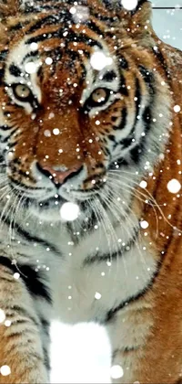 This live wallpaper for your phone showcases a close-up of a magnificent tiger walking in the snow