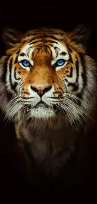 This live phone wallpaper features a breathtaking close-up of a tiger's face with deep blue eyes, set against a dark background
