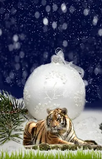 Siberian Tiger Light Bengal Tiger Live Wallpaper