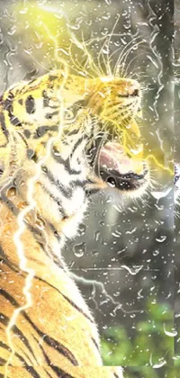 Siberian Tiger Nature Water Live Wallpaper