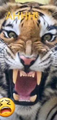 Siberian Tiger Photograph Facial Expression Live Wallpaper