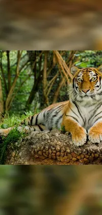 Siberian Tiger Plant Bengal Tiger Live Wallpaper
