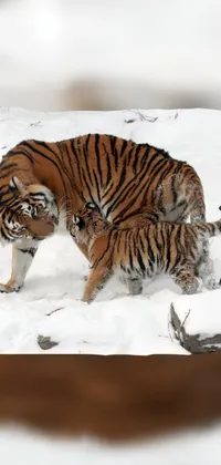 Siberian Tiger Snow Bengal Tiger Live Wallpaper