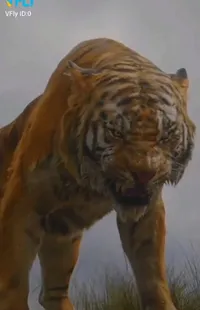 Siberian Tiger Tiger Bengal Tiger Live Wallpaper