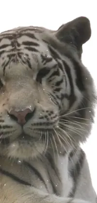 Siberian Tiger Tiger Bengal Tiger Live Wallpaper