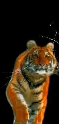 Siberian Tiger Tiger Felidae Live Wallpaper