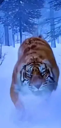 Siberian Tiger Tiger Snow Live Wallpaper