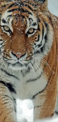 Siberian Tiger White Tiger Live Wallpaper
